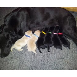 hvalpehalsbnd lime 22-35 cm pk. med 6 stk.